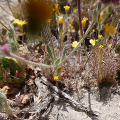 Chorizanthe douglasii