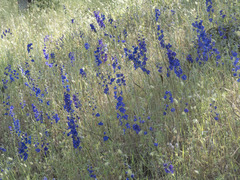 Delphinium variegatum