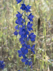 Delphinium variegatum