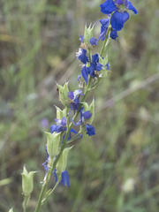 Delphinium variegatum