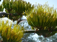 Lampornis clemenciae