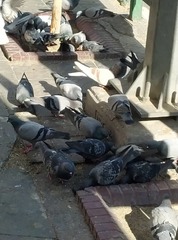 Columba livia domestica