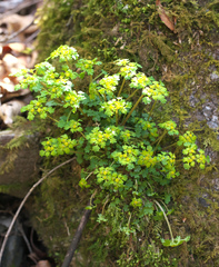 Chrysosplenium flagelliferum