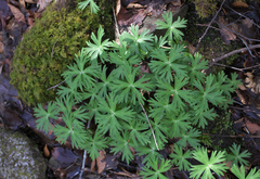 Aconitum grossedentatum