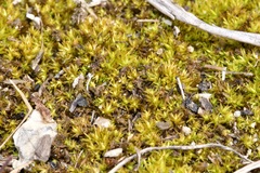 Weissia condensa