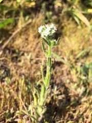 Cryptantha clevelandii