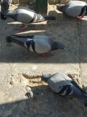 Columba livia domestica