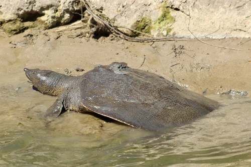 African Softshell Turtle