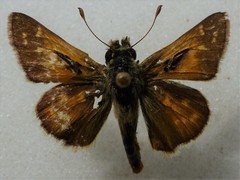 Hesperia assiniboia