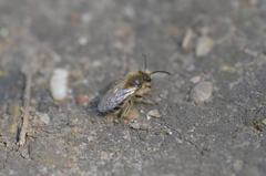 Colletes cunicularius