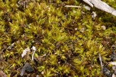 Weissia condensa