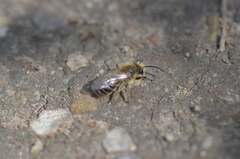 Colletes cunicularius