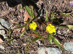 Ranunculus alismifolius