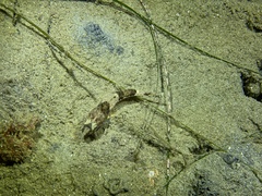 Chitonotus pugetensis