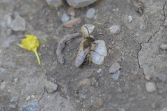 Colletes cunicularius