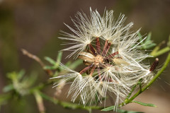 Baccharis darwinii