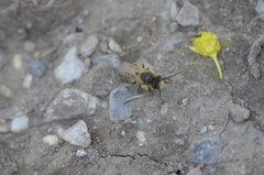 Colletes cunicularius