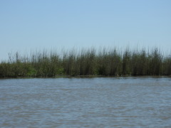 Phragmites australis berlandieri