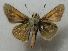 Hesperia assiniboia