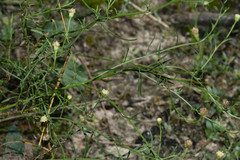 Baccharis darwinii