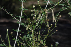 Baccharis darwinii