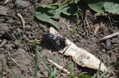Andrena danuvia