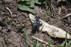 Andrena danuvia