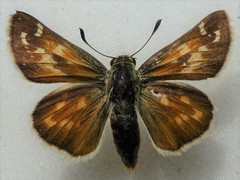 Hesperia assiniboia