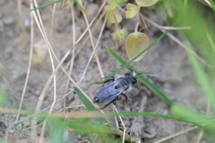 Andrena danuvia