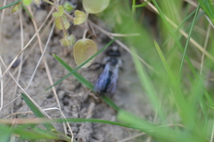 Andrena danuvia