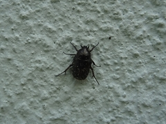 Oxythyrea funesta