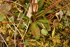 Androsace chaixii