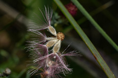 Microgyne trifurcata