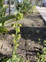 Epipactis helleborine tremolsii