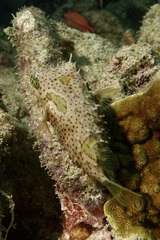 Chilomycterus antennatus