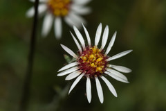 Microgyne trifurcata