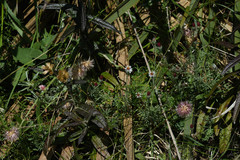 Microgyne trifurcata