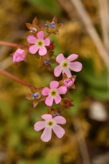Androsace chaixii