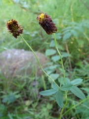 Trifolium spadiceum