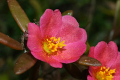 Portulaca cryptopetala