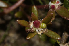 Portulaca cryptopetala