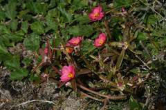 Portulaca cryptopetala