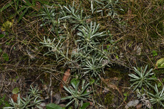 Berroa gnaphalioides