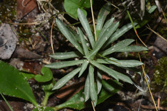 Berroa gnaphalioides