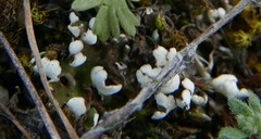 Cladonia foliacea