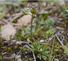 Draba verna