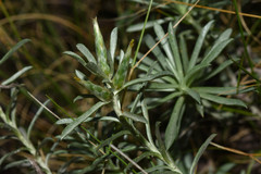 Berroa gnaphalioides