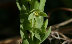 Lysimachia linum-stellatum