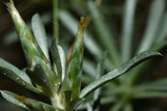 Berroa gnaphalioides