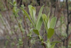 Salix